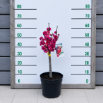 Mini nektárinka nízkokmenná (Prunus Nucipersica) ´RUBIS´® - stredne skorá, výška 40-60 cm, kont. C5L